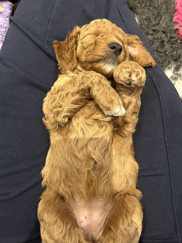 Goldendoodle puppies 1.jpeg