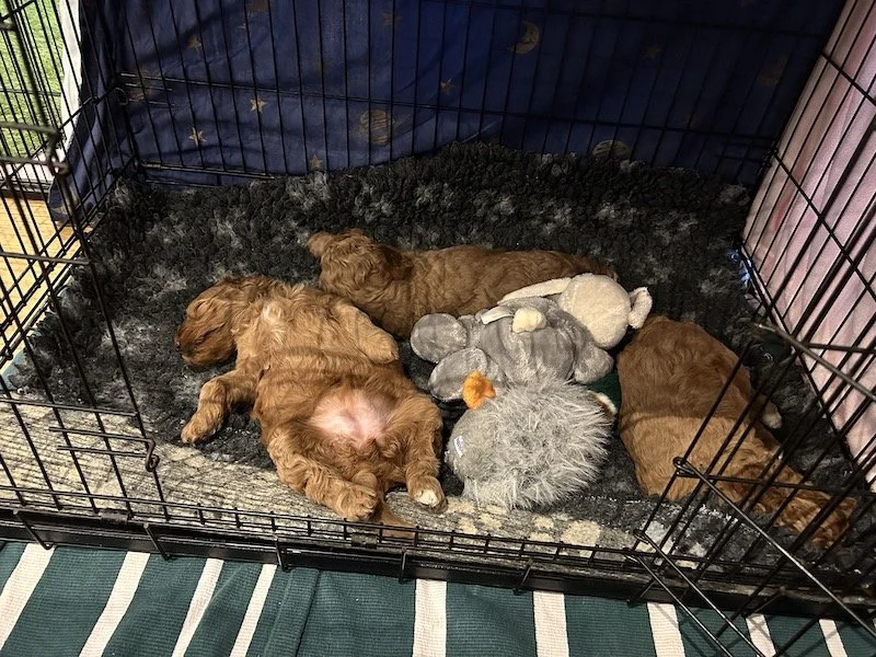 Goldendoodle puppies 2.jpeg