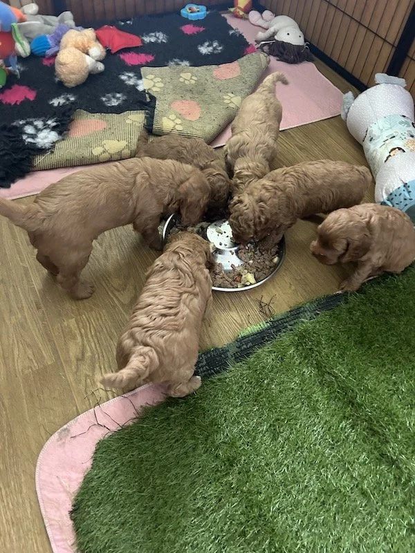 Goldendoodle puppies 5.jpeg