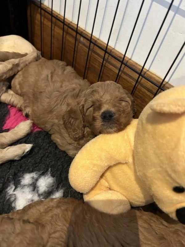 Goldendoodle puppies 8.jpeg