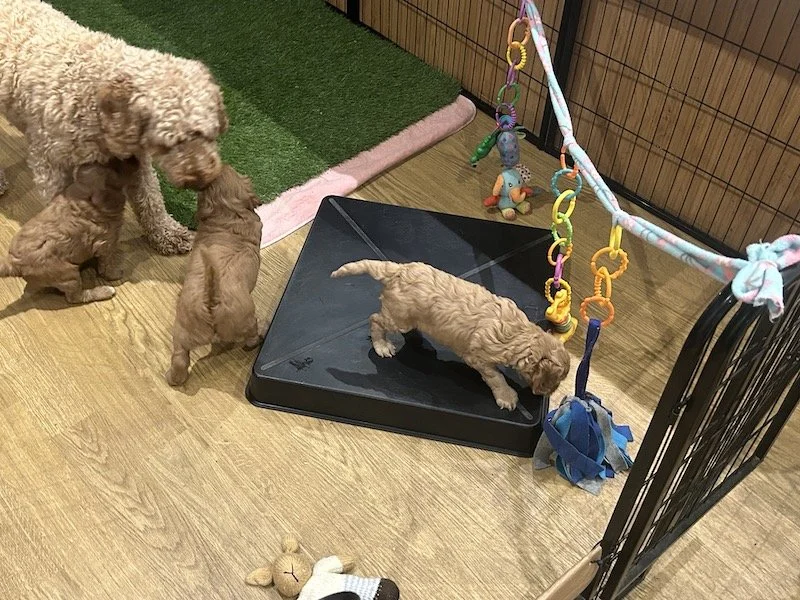 Goldendoodle puppies 14.jpeg