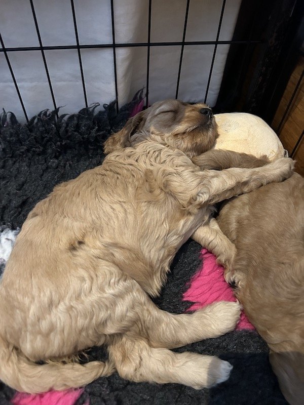 Goldendoodle puppies 25.jpeg