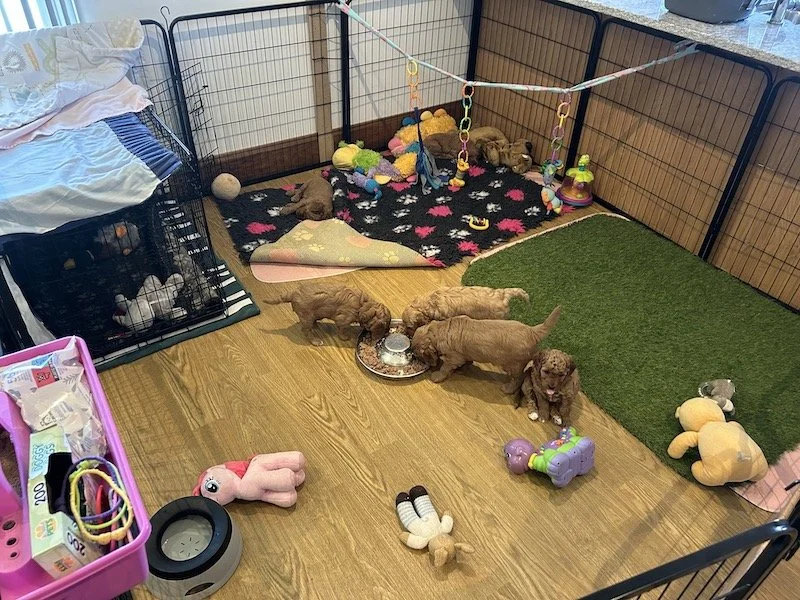 Goldendoodle puppies 34.jpeg