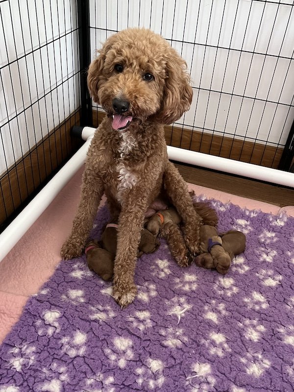 Goldendoodle puppies 6.jpeg
