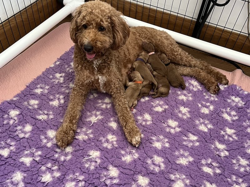 Goldendoodle puppies for sale7.jpeg