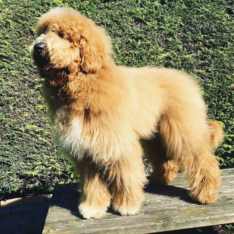 Woody_Goldendoodle puppy sale3.jpeg