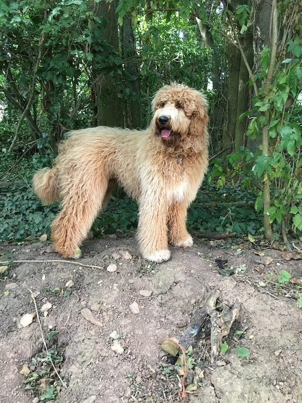 Woody_Goldendoodle puppy sale4.jpeg