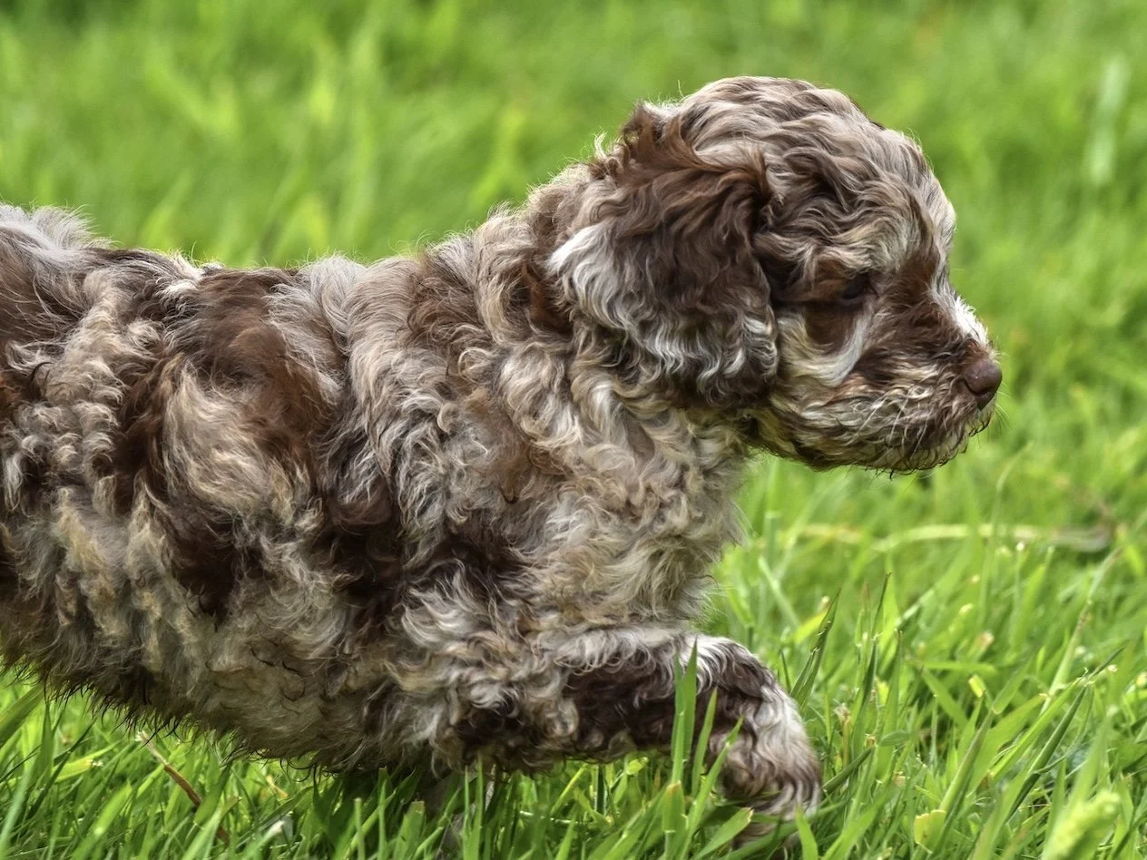 Cali — Goldendoodle and Irish Doodle puppies for sale | Cheristone Doodles
