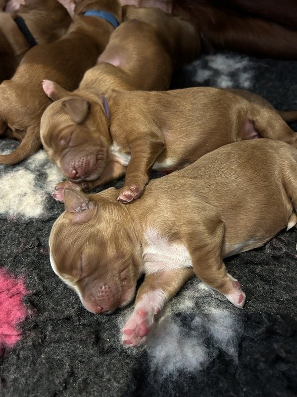Irish doodle puppies 8.jpeg