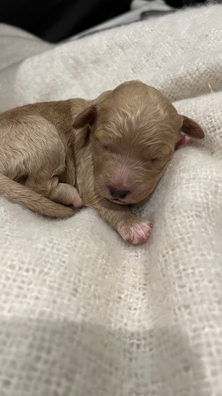 Goldendoodle puppy14.jpeg