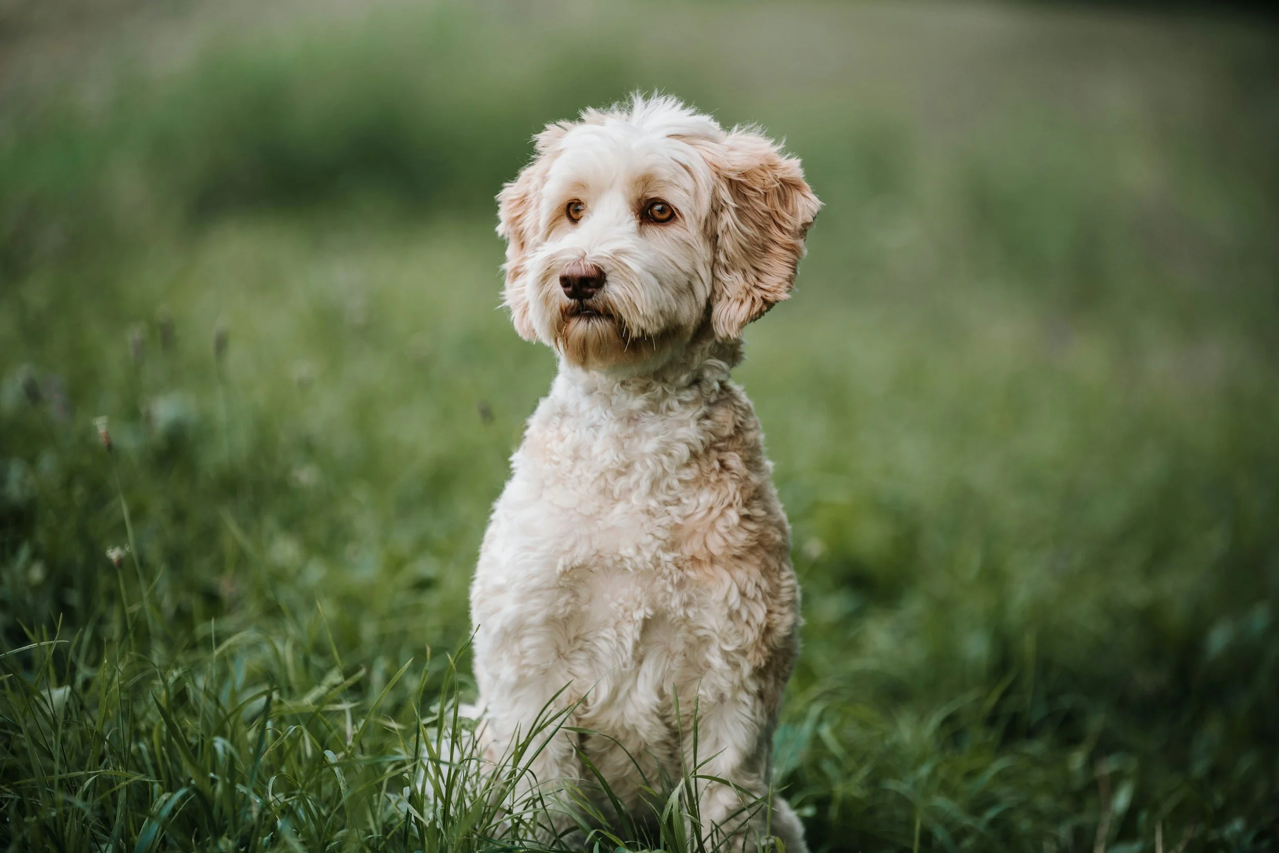 What is an Australian Labradoodle?