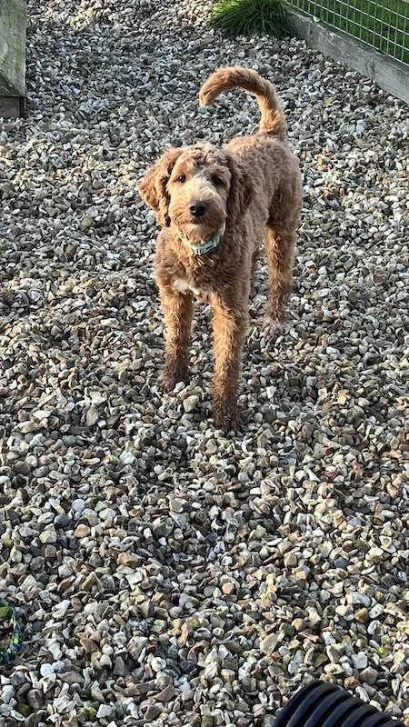Goldendoodle puppy.jpeg