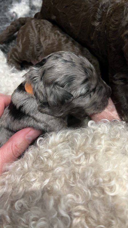 Goldendoodle breeder8.jpeg