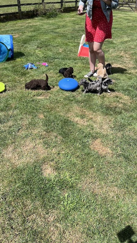 Goldendoodle breeder3.jpeg