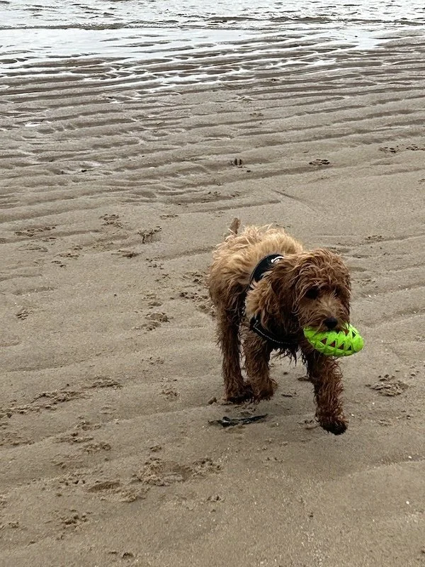 Goldendoodle breeder Dilys1.jpeg