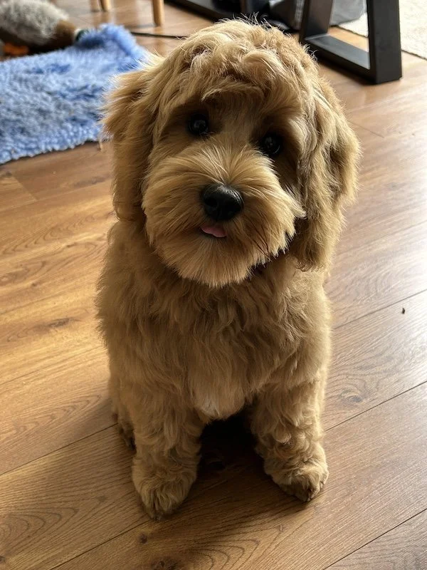 Goldendoodle breeder Dilys3.jpeg