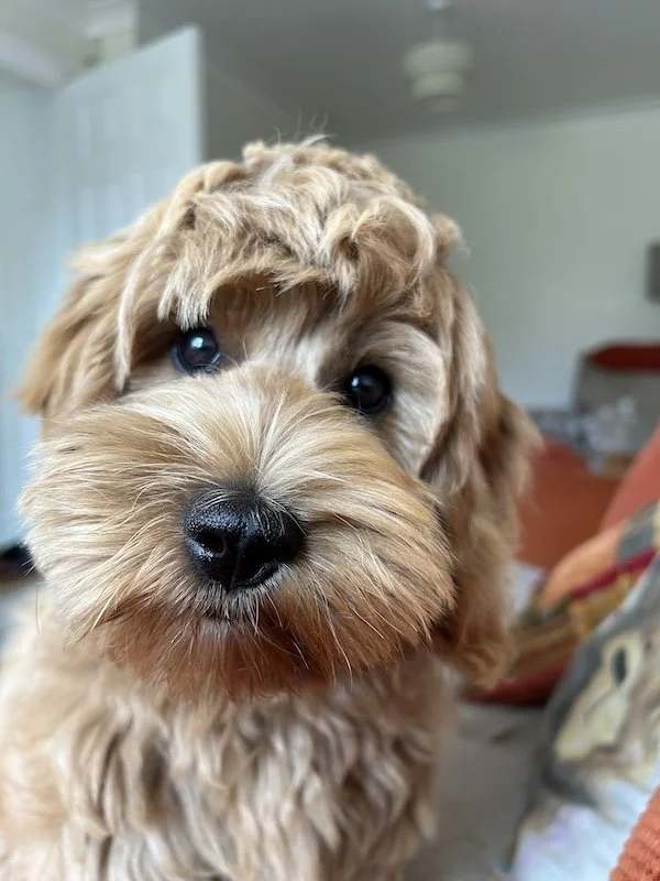 Goldendoodle breeder Dilys4.jpeg