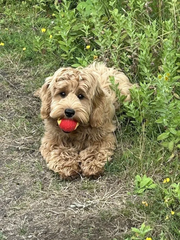 Goldendoodle breeder Dilys5.jpeg