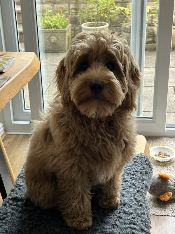 Goldendoodle breeder Dilys7.jpeg