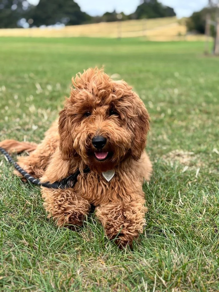 Goldendoodle breeder1.JPG