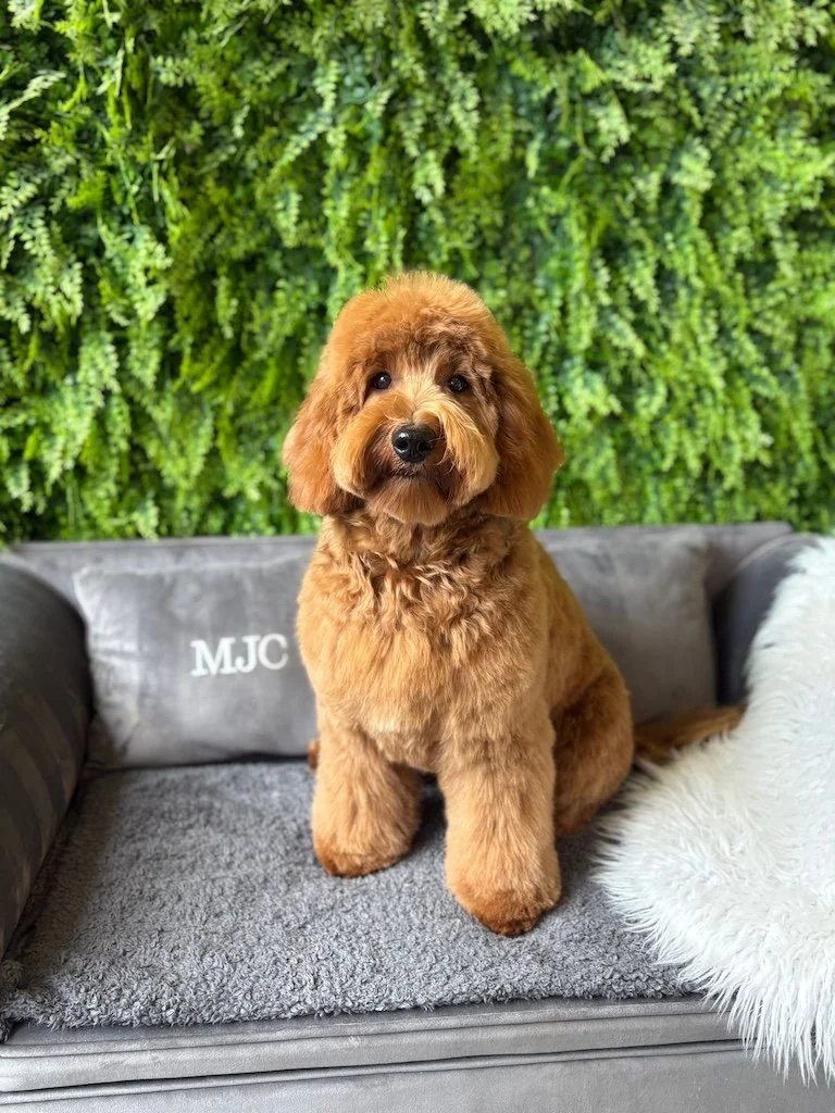 Goldendoodle breeder3.JPG