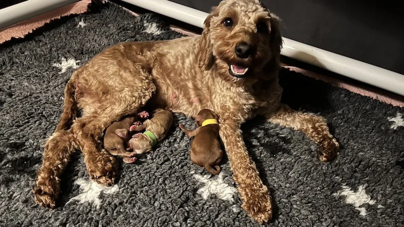 Goldendoodle breeder1.jpeg