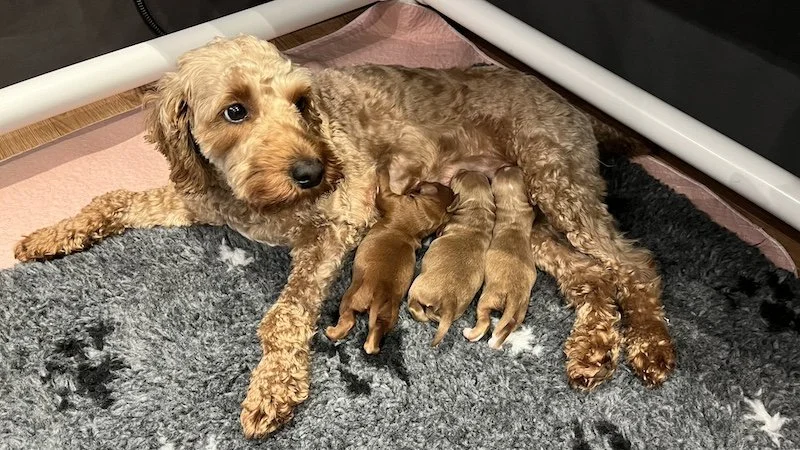 Goldendoodle breeder2.jpeg