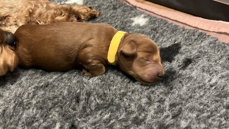 Goldendoodle breeder4.jpeg