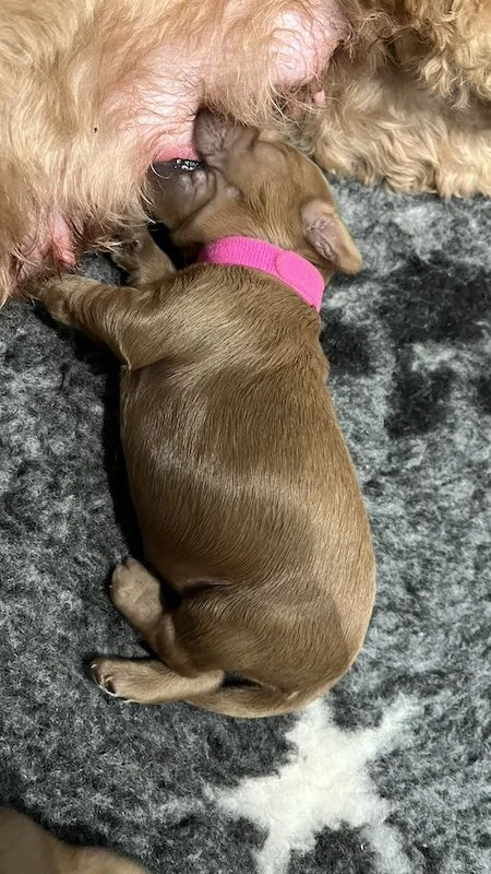 Goldendoodle breeder5.jpeg