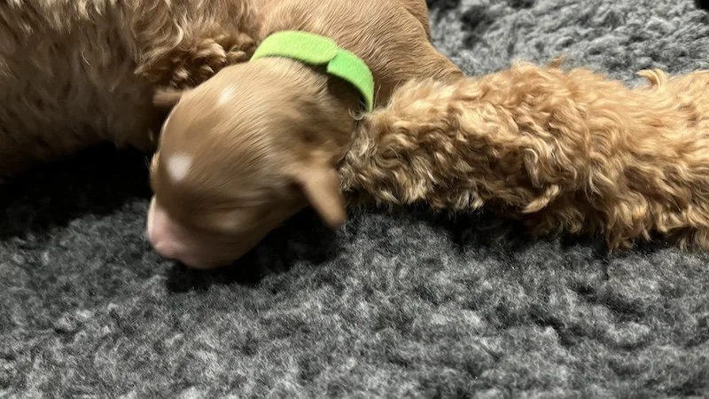 Goldendoodle breeder6.jpeg