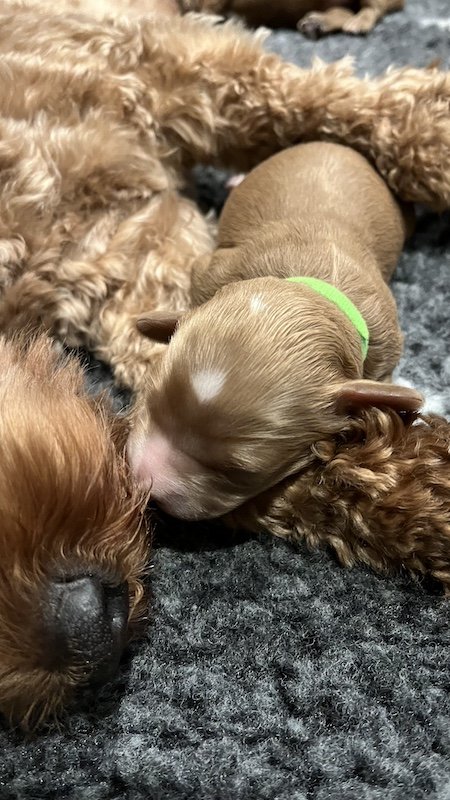 Goldendoodle breeder7.jpeg