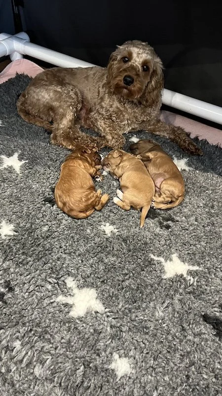 Goldendoodle breeder8.jpeg