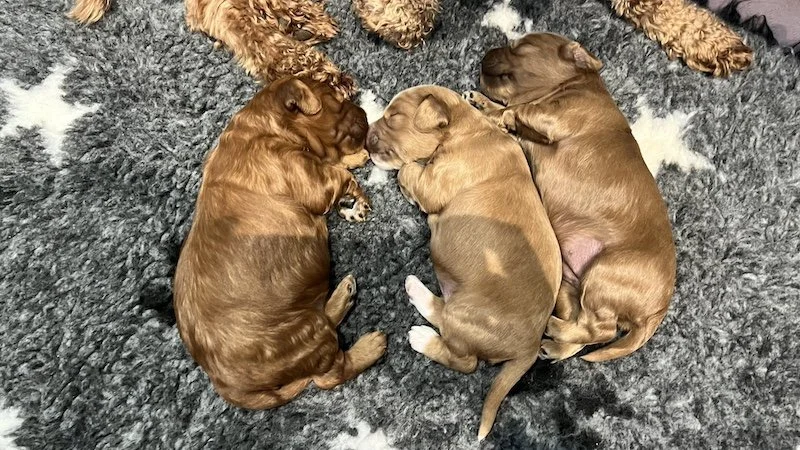 Goldendoodle breeder9.jpeg