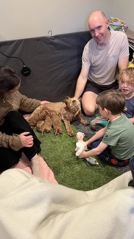 Goldendoodle breeder10.jpeg