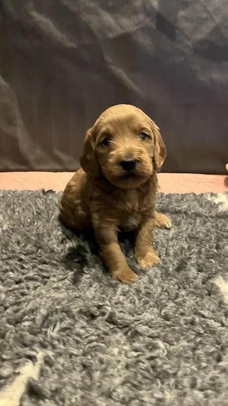 Goldendoodle breeder23.jpeg