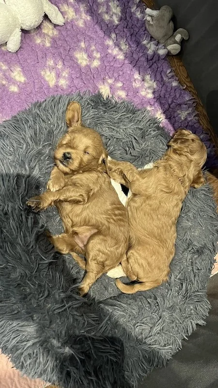 Goldendoodle breeder24.jpeg