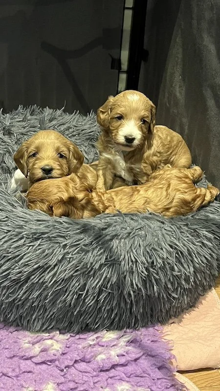 Goldendoodle breeder25.jpeg