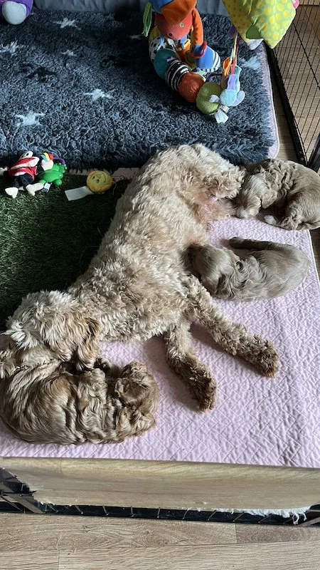 Goldendoodle breeder26.jpeg