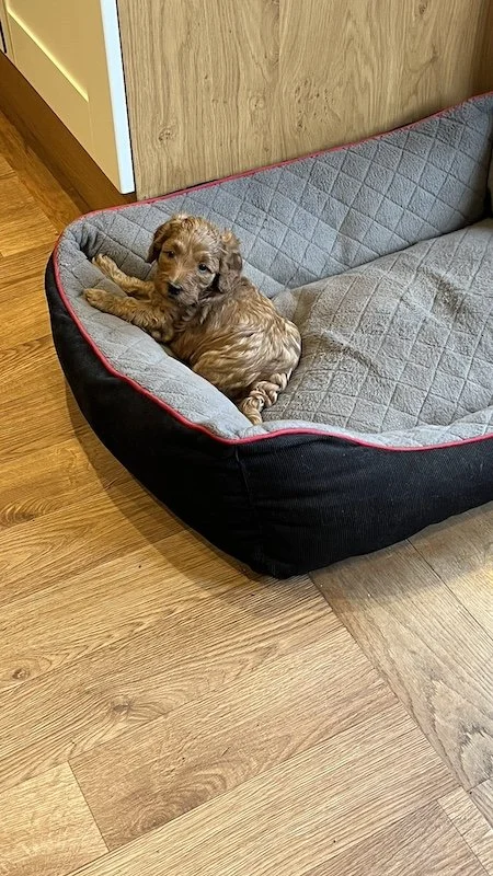 Goldendoodle breeder28.jpeg