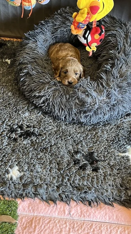 Goldendoodle breeder29.jpeg