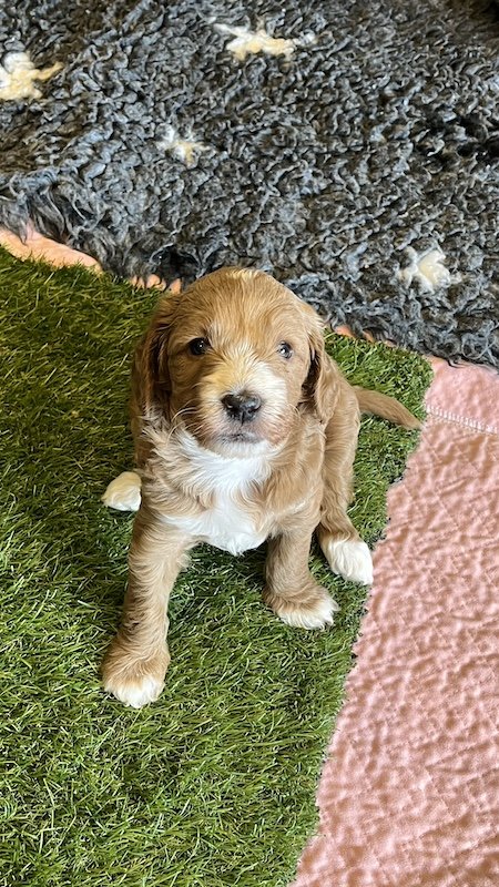 Goldendoodle breeder30.jpeg