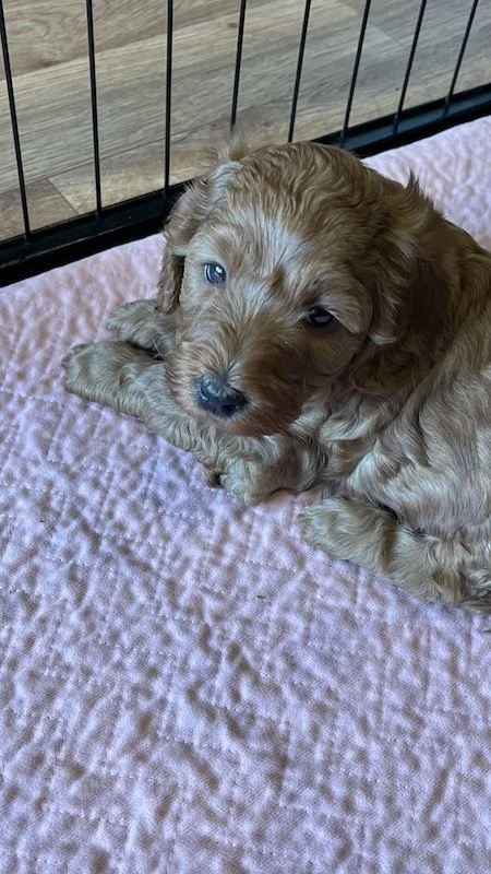 Goldendoodle breeder31.jpeg