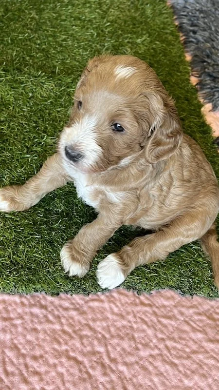 Goldendoodle breeder33.jpeg