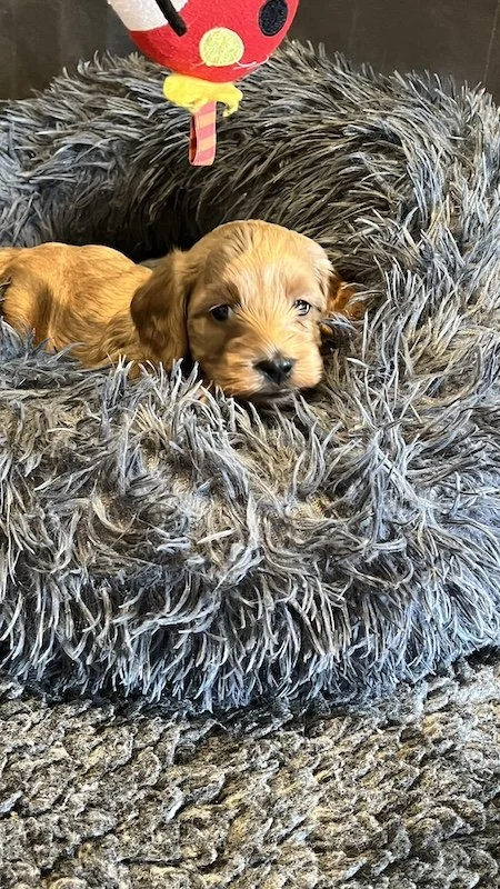 Goldendoodle breeder34.jpeg