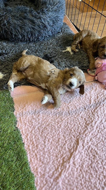 Goldendoodle breeder36.jpeg