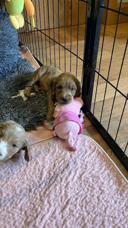 Goldendoodle breeder37.jpeg