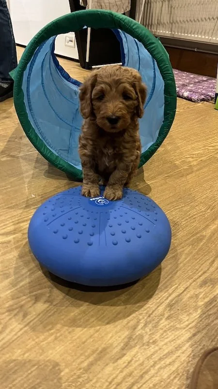 Goldendoodle breeder38.jpeg