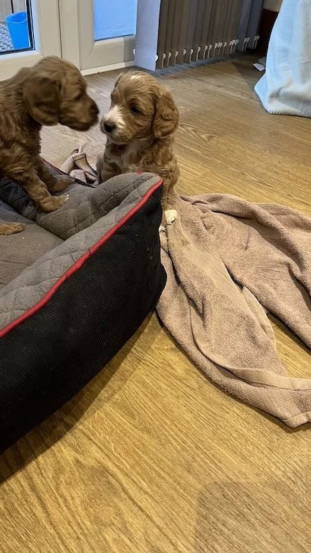 Goldendoodle breeder39.jpeg