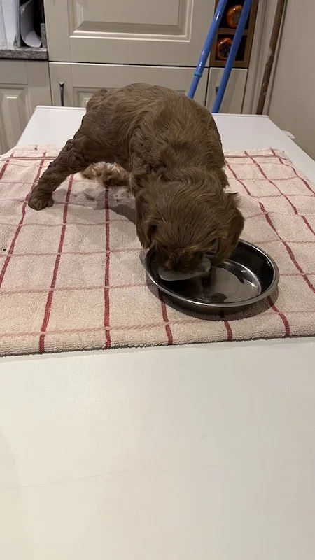 Goldendoodle breeder41.jpeg