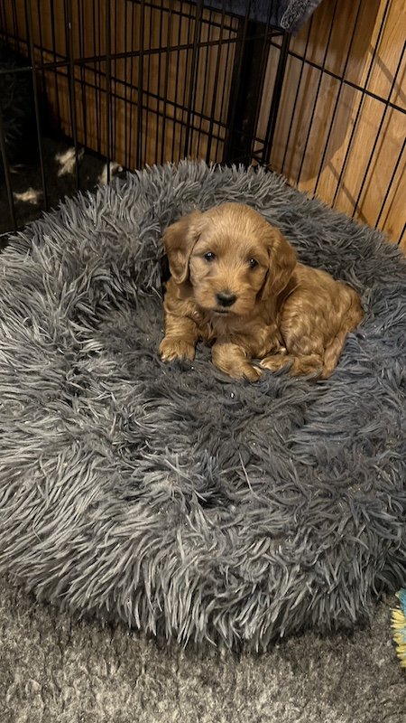 Goldendoodle breeder42.jpeg